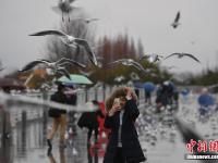  昆明滇池游客雨中邂逅紅嘴鷗