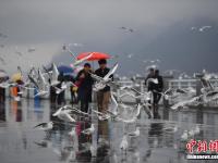  昆明滇池游客雨中邂逅紅嘴鷗