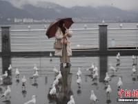  昆明滇池游客雨中邂逅紅嘴鷗