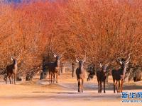  西藏山南：人工造林 動物安家