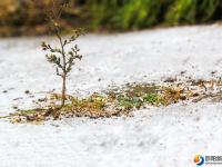 邵陽(yáng)市區(qū)降下2018年初雪