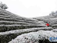  雪里“紅”