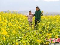 江西新余萬(wàn)畝油菜花次第綻放 游客采擷春光