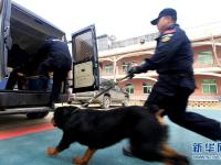  陜西咸陽：警犬訓練保平安