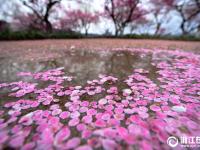  杭州：雨后梅花落滿地