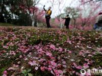  杭州：雨后梅花落滿地