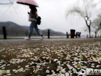  杭州：雨后梅花落滿地