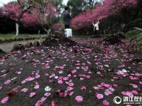  杭州：雨后梅花落滿地