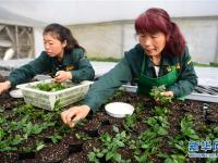  西安長安：花意濃 產業(yè)旺