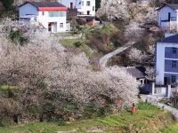  春暖花開(kāi)迎客來(lái)