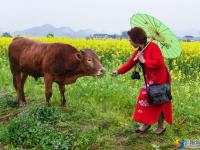 【醉美邵陽(yáng)】邵東：百畝花海扮靚美麗鄉(xiāng)村