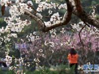  京城賞花正當(dāng)時