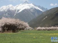  雪域桃花始盛開(kāi)