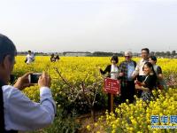  “兩岸桃”花開上海浦東