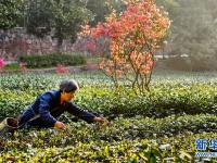  安徽舒城：嶺上開(kāi)滿映山紅