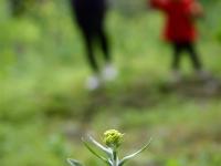  湖北宣恩：花草搓揉出的土家美味