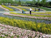  蕭山：鮮花綢帶滿園春