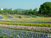  蕭山：鮮花綢帶滿園春