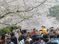  青島櫻花進(jìn)入盛花期