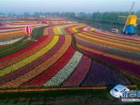  郁金香花開引客來(lái)