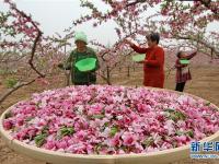  河北魏縣：“桃花經(jīng)濟(jì)”助力精準(zhǔn)扶貧