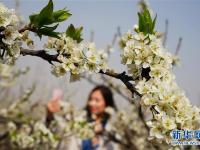  萬畝李子花開