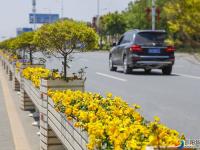 古城街道：風拂綠蔭含花香