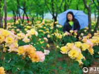  義烏：月季飄香花滿城