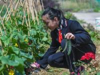  “快樂田園課”進校園