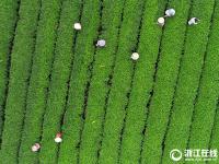  松陽：夏秋茶 采摘忙