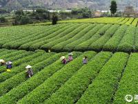  松陽：夏秋茶 采摘忙