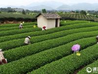  松陽：夏秋茶 采摘忙