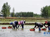  吉林永吉：初夏插秧忙