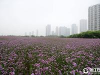  杭州：馬鞭草，那一片紫色的花海