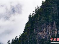  西藏林芝南伊溝雨后宛如水墨畫(huà)卷