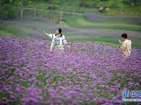  貴州甕安：荒坡變花海 美景引客來