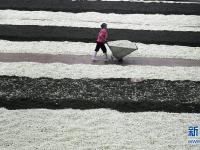  廣西橫縣：茉莉花茶加工忙