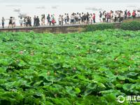  杭州：梅雨暫歇好賞荷