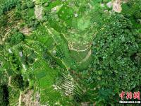  鳥瞰福建寧德美麗茶山