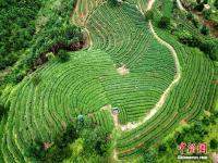  鳥瞰福建寧德美麗茶山