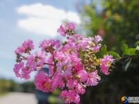 【醉美邵陽(yáng)】紫薇花開(kāi)夏日美