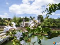 【醉美邵陽(yáng)】紫薇花開(kāi)夏日美