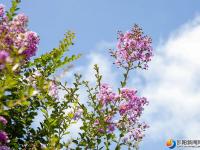 【醉美邵陽】紫薇花開夏日美