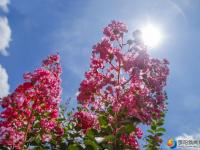 【醉美邵陽(yáng)】紫薇花開(kāi)夏日美