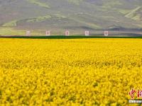  甘肅山丹馬場油菜花開 遍地金黃引蜂來