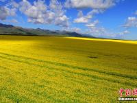  甘肅山丹馬場油菜花開 遍地金黃引蜂來