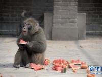  高溫來襲 動物也“避暑”