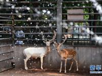  高溫來襲 動物也“避暑”