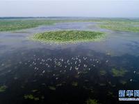  看今日洪湖：鷗鳥翔集 萬荷飄香