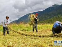  西藏林芝巴宜區(qū)牧草豐收